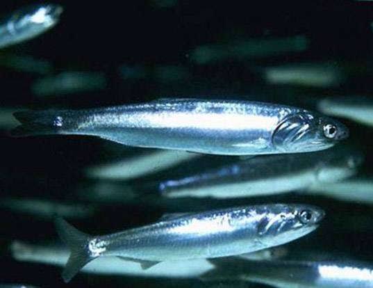 How to Farm and Care for European Anchovy Fish (Engraulis encrasicolus)