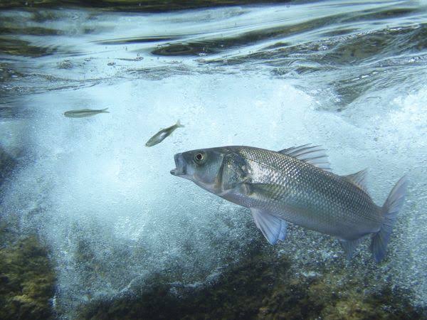 How to Farm and Care for European Anchovy Fish (Engraulis encrasicolus)