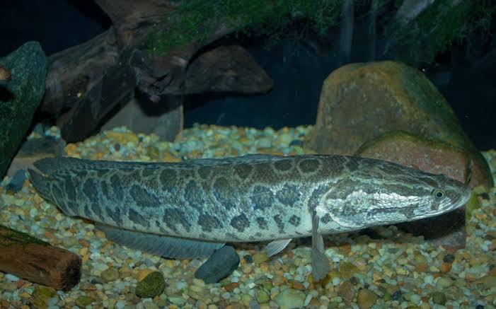 How to Farm and Care for Northern Snakehead Fish (Channa argus)