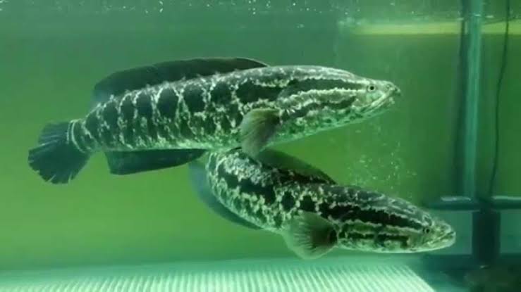 How to Farm and Care for Northern Snakehead Fish (Channa argus)