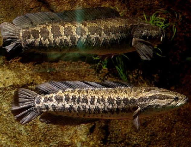 How to Farm and Care for Northern Snakehead Fish (Channa argus)