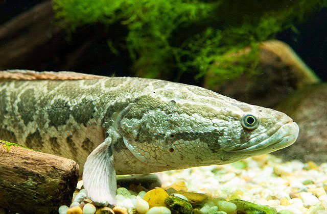 How to Farm and Care for Northern Snakehead Fish (Channa argus)