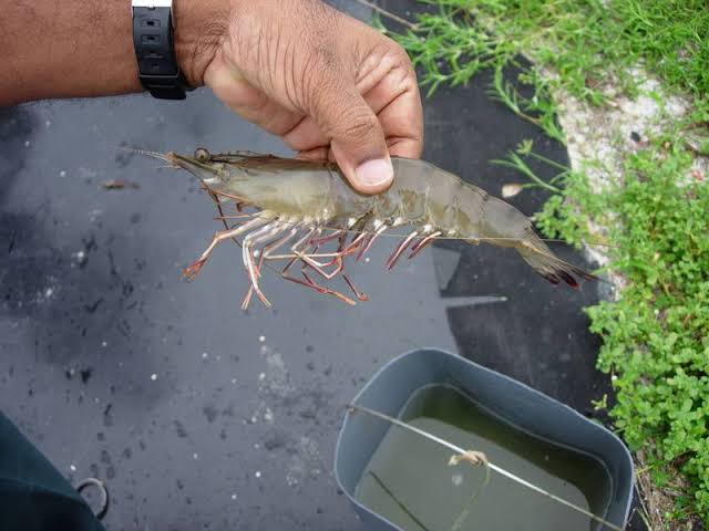 How to Farm and Care for Giant Tiger Prawn (Penaeus monodon) How to Farm and Care for Giant Tiger Prawn (Penaeus monodon)