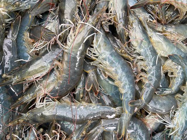 How to Farm and Care Guide for Whiteleg shrimp (Penaeus vannamei)