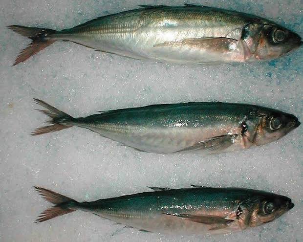 How to Farm and Care for Chilean Jack Mackerel Fish (Trachurus murphyi) 