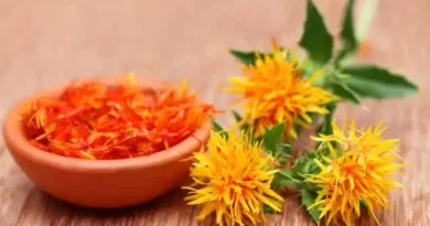 17 Medicinal Health Benefits Of Safflower (Carthamus tinctorius)