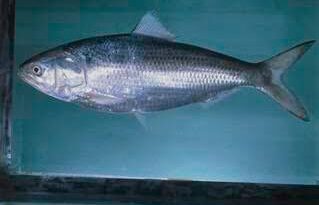 How to Farm and Care for Hilsa Shad Fish (Tenualosa ilisha)