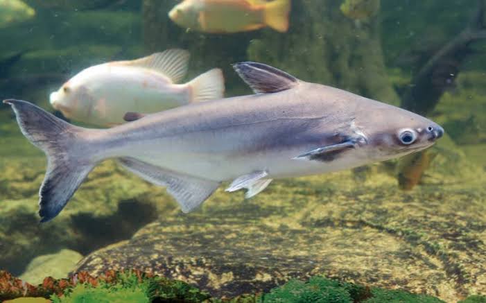 How to Farm and Care for Iridescent Shark (Pangasius hypophthalmus)