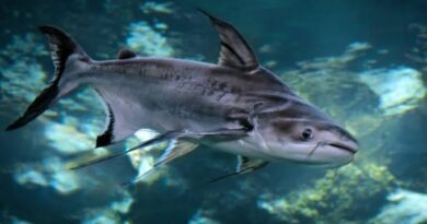 How to Farm and Care for Iridescent Shark (Pangasius hypophthalmus)