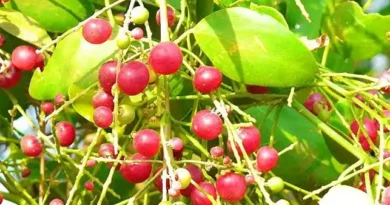 16 Medicinal Health Benefits Of Salvadora persica (Toothbrush Tree)