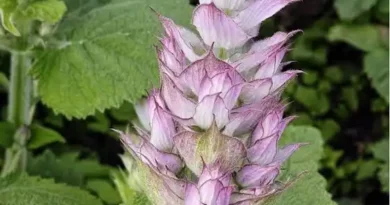 15 Medicinal Health Benefits Of Salvia sclarea (Clary Sage)