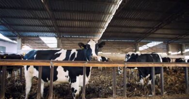 Livestock Farming Best Practices Guide