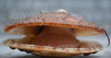 How to Farm and Care for American Sea Scallop (Placopecten magellanicus)