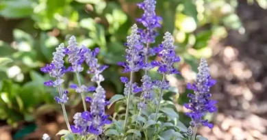 16 Medicinal Health Benefits Of Salvia (Sage)