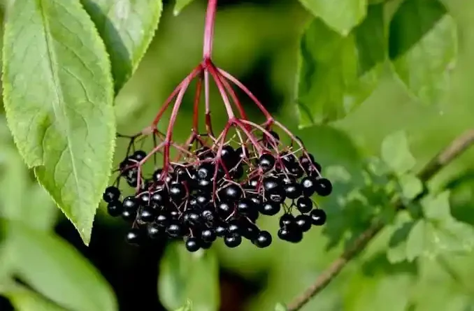 18 Medicinal Health Benefits Of Sambucus (Elderberry)