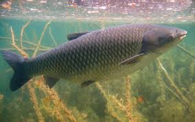 How to Farm and Care for Grass Carp (Ctenopharyngodon idella)