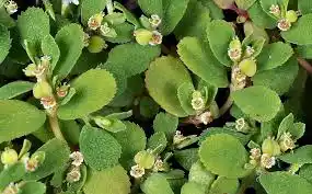 17 Medicinal Health Benefits Of Euphorbia serpyllifolia (Thyme-Leaved Spurge)