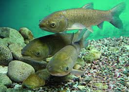 How to Farm and Care for Grass Carp Fish (Ctenopharyngodon idella)
