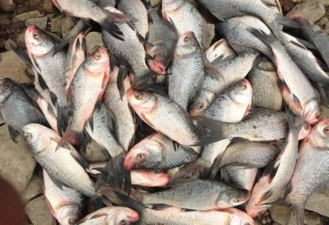 How to Farm and Care for Catla Fish (Catla catla) - Agric4Profits