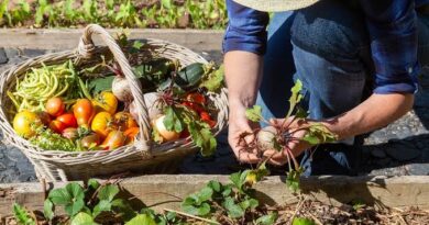 Guides to Seasonal Planting and Harvesting