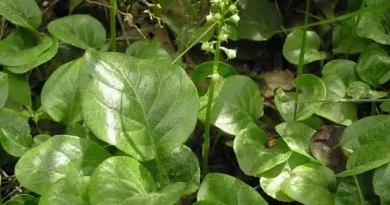 16 Medicinal Health Benefits Of Pyrola rotundifolia (Round-Leaved Wintergreen)