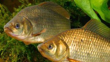 How to Farm and Care for Crucian Carp Fish (Carassius Carassius)