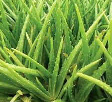 Aloe Vera Vascular Bundles: Economic Importance, Uses, and by-Products