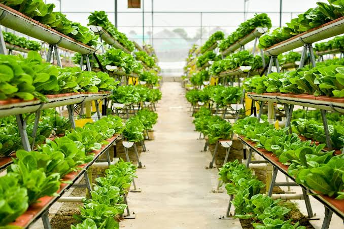Vertical Farming and Urban Agriculture - Agric4Profits