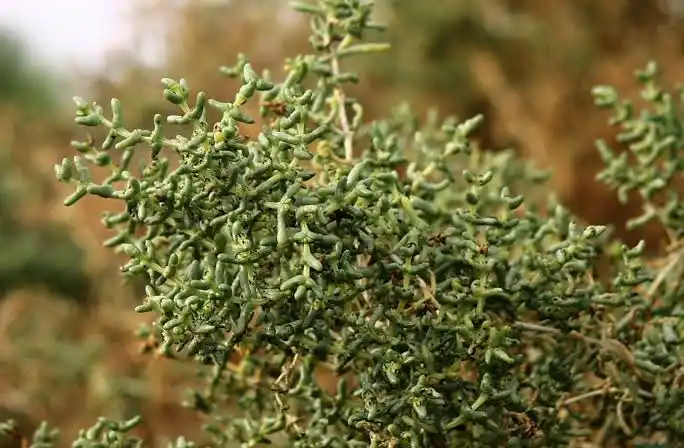 16 Medicinal Health Benefits Of Seidlitzia rosmarinus (Saltbush)