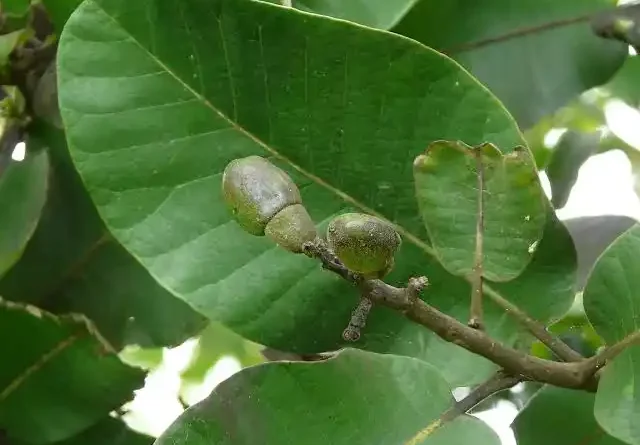 16 Medicinal Health Benefits Of Semecarpus anacardium (Marking Nut Tree)