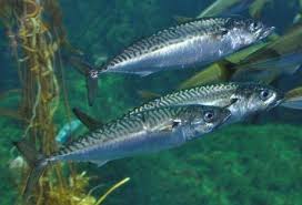 How to Farm and Care for Chub Mackerel Fish (Scomber Japonicus)