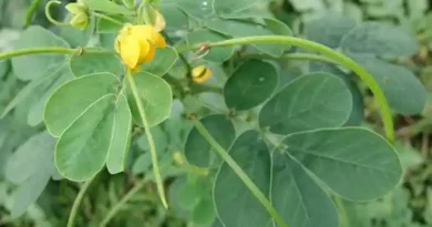 17 Medicinal Health Benefits Of Senna obtusifolia (Sicklepod)