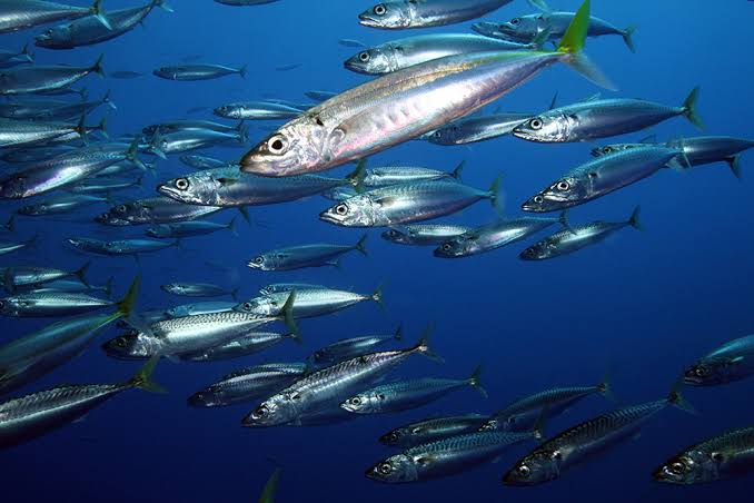 How to Farm and Care for Chub Mackerel Fish (Scomber Japonicus) How to Farm and Care for Chub Mackerel Fish (Scomber Japonicus)