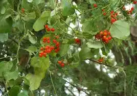17 Medicinal Health Benefits Of Smilax aristolochiifolia (Sarsaparilla)