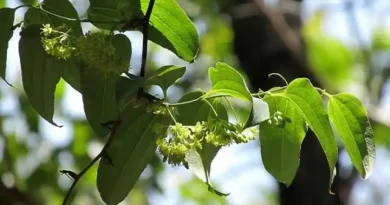 17 Medicinal Health Benefits Of Smilax moranensis (Mexican Greenbrier)