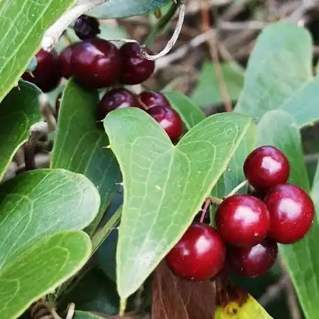 17 Medicinal Health Benefits Of Smilax ornata (Sarsaparilla)