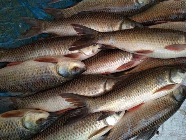 How to Farm and Care for Rohu Fish (Labeo rohita)