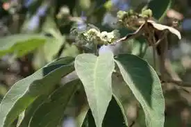 18 Medicinal Health Benefits Of Solanum erianthum (Velvet Nightshade)