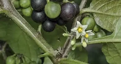 17 Medicinal Health Benefits Of Solanum nigrum (Black Nightshade)