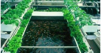 Complete Guide to Starting Aquaponics