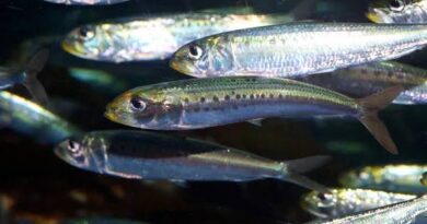 How to Farm and Care for Japanese Anchovy Fish (Engraulis Japonicus)
