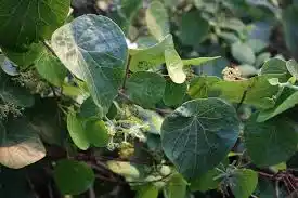 15 Medicinal Health Benefits Of Stephania tomentella (Velvet Stephania)
