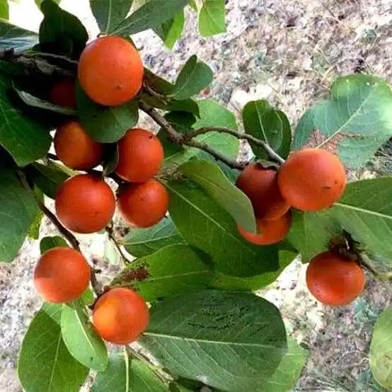 8 Medicinal Health Benefits Of Strychnos nux-vomica (Nux Vomica)