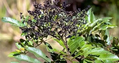 8 Medicinal Health Benefits of Rhus taitensis (Tahitian Sumac)
