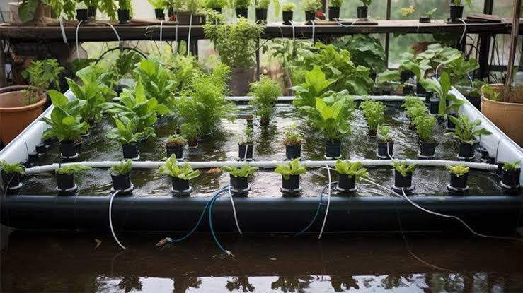 Complete Guide to Starting Aquaponics Complete Guide to Starting Aquaponics