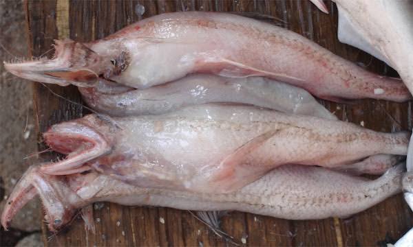 How to Farm and Care for Bombay-Duck Fish (Harpadon nehereus)