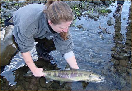 How to Farm and Care for Chum Salmon Fish (Oncorhynchus keta)