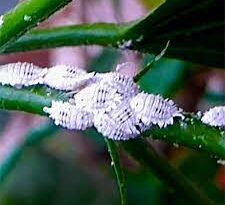Mealybugs: The Silent Garden Threat - How to Defend Your Plants