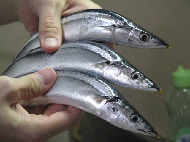 How to Farm and Care for Pacific Saury Fish (Cololabis saira)