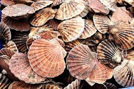 How to Farm and Care for Yesso Scallop (Patinopecten yessoensis)
